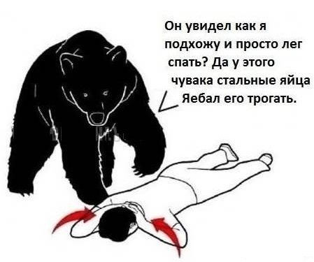 Как вести себя при встрече с белым медведем, чтобы вас не съели