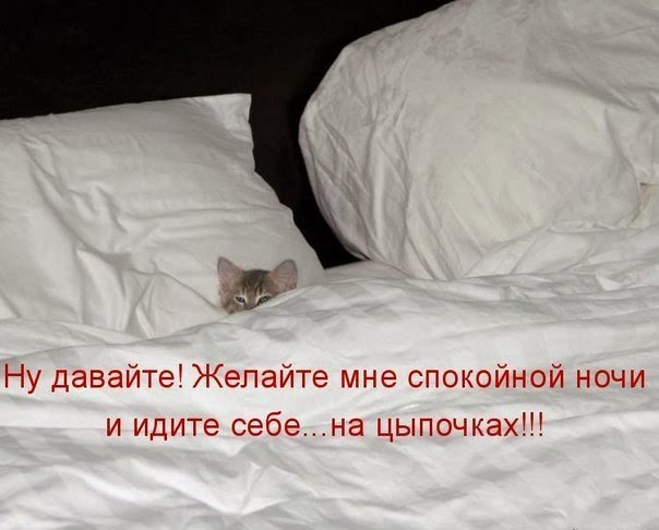 Коты из сети