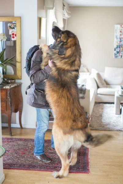 Самые смешные животные