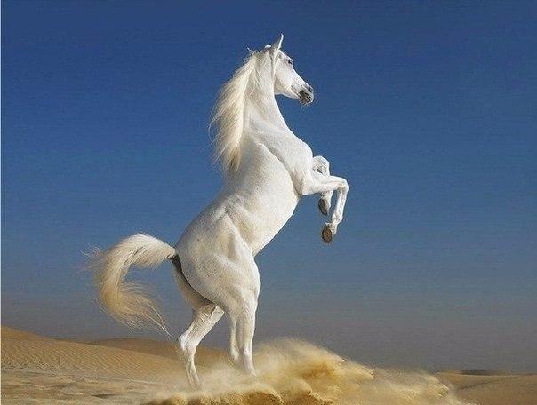 Самые смешные животные