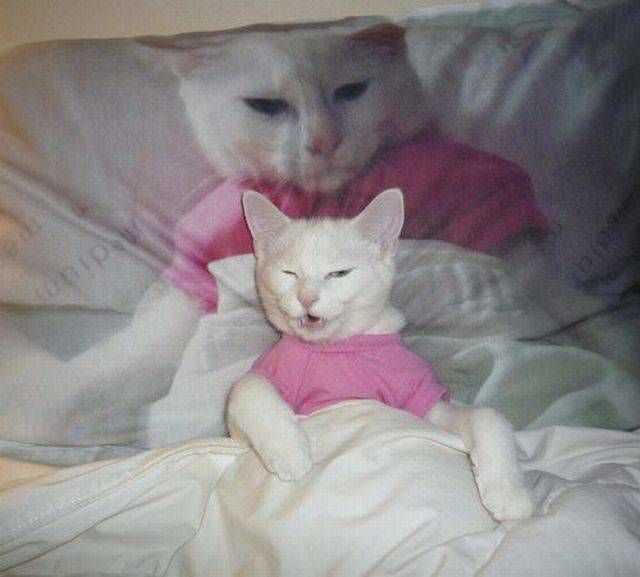 Коты и Кошки