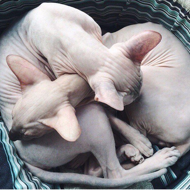 Коты и Кошки
