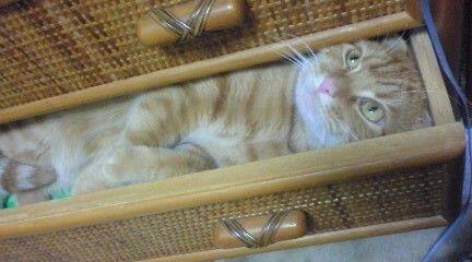 Коты и Кошки
