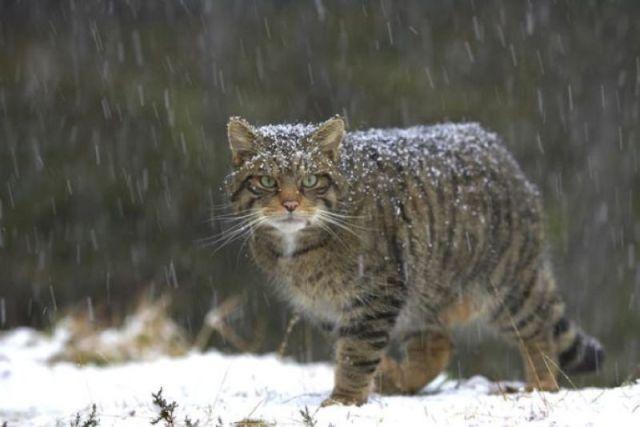 Коты и Кошки
