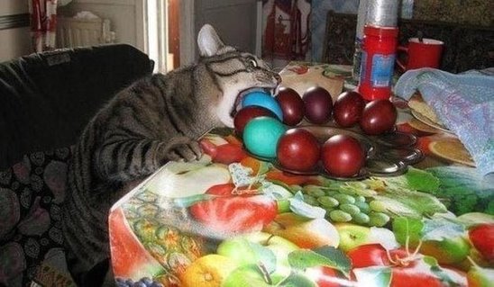 Коты и Кошки