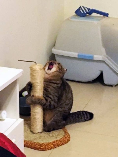 Коты и Кошки