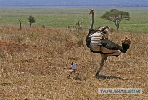 10 птиц, которых стоит избегать