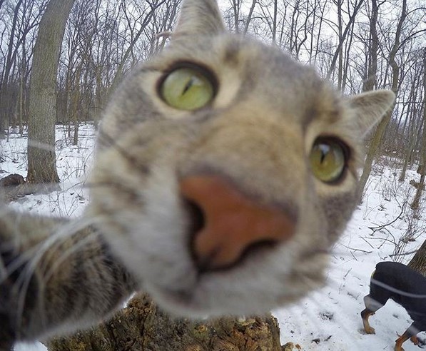 Селфи-кот выложил новые фотки