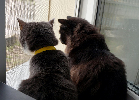 Котовторник