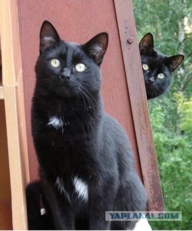 Котовторник на вторник! (30.09.2008)