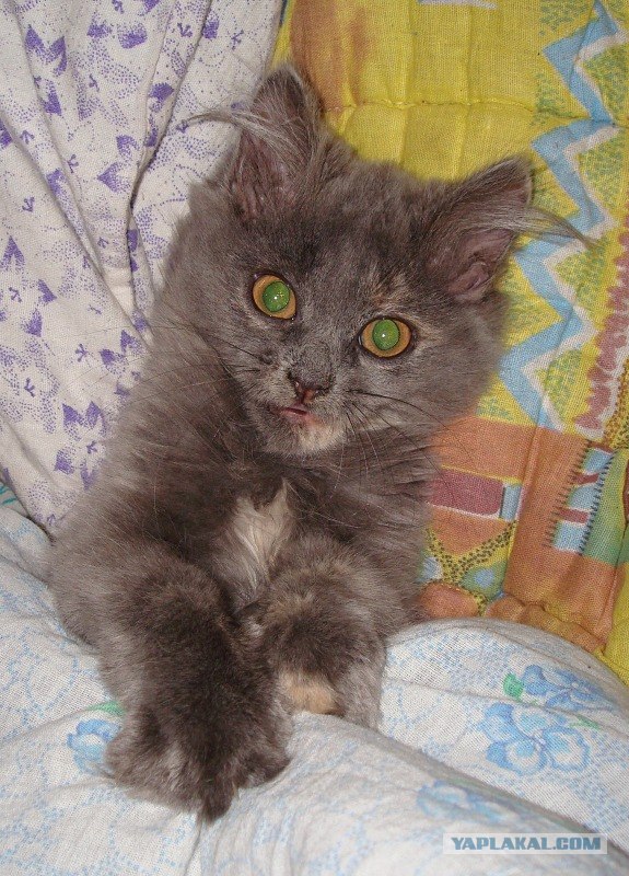 Котовторник на ЯПлакалъ: Кото и кто-то!