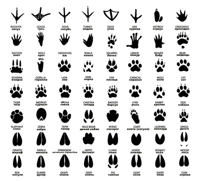 Пугачева отправилась в Европу за видом на жительство