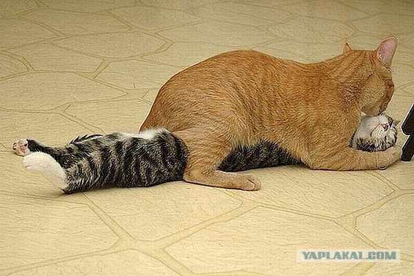 Это у котов-то эмоций не бывает?!