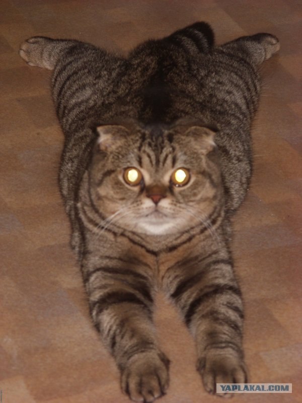 Начинаем котовторник!