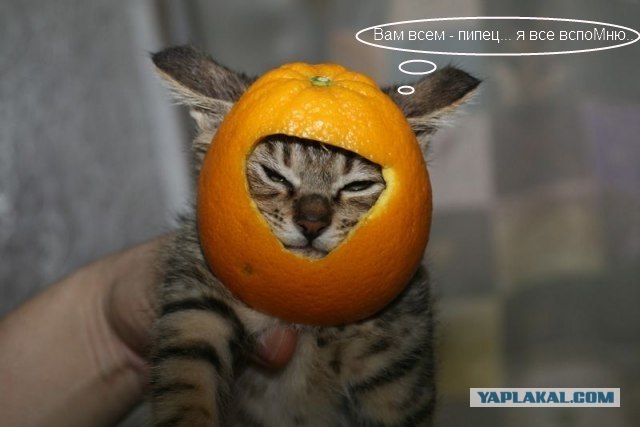 Как защитить кота от негативного излучения