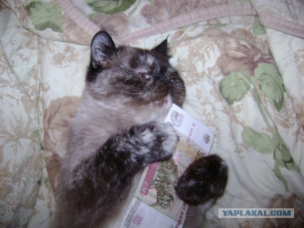 Первый КОТОВТОРНИК 2012