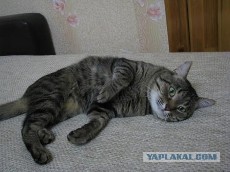 Котовторник (07.02.2012)