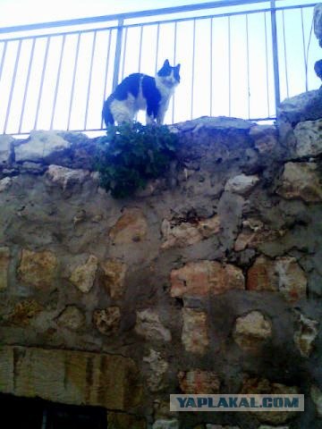 Котовторник 24.04.2012