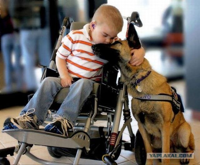 Собакам запретили появляться в общественных местах