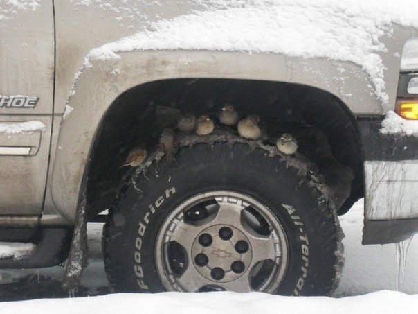 Живность из сети