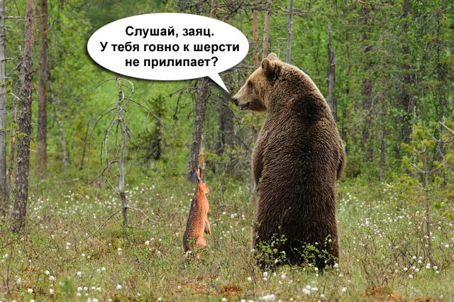 Заяц у тебя к шерсти прилипает картинка