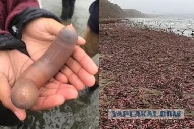 Тысячи penis fish выбросились на калифорнийских пляжах