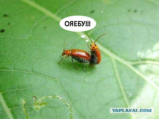 Он как бы нам машет?