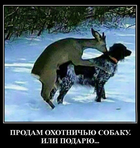 Продается охотничья собака