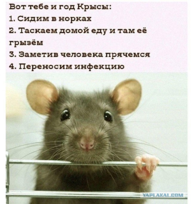 Фотки и картинки: юморные и красивые, забавные и милые 13.11.20