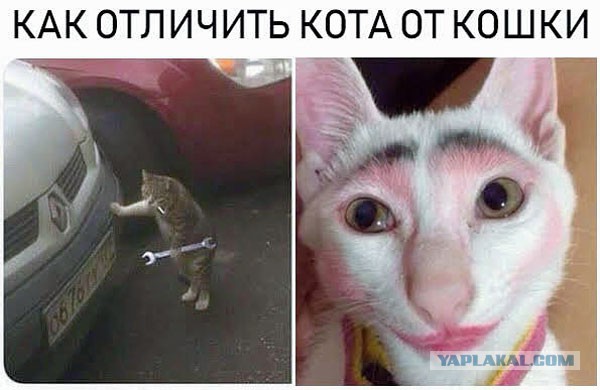 Подборка стриженных кошек