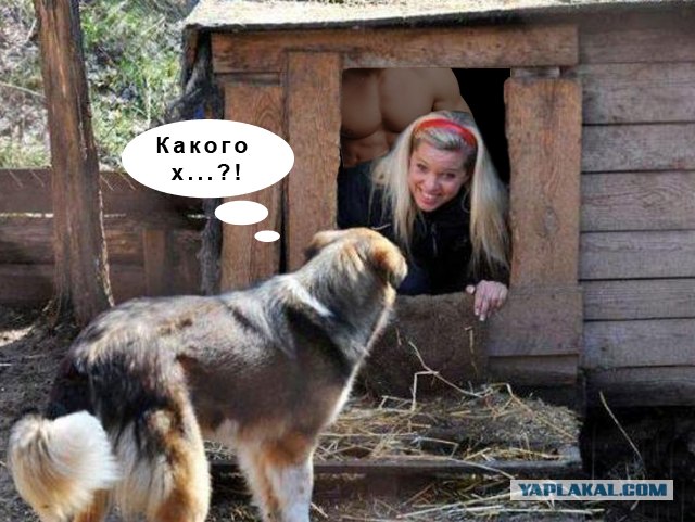 Фотожаба: Собака с Девушкой