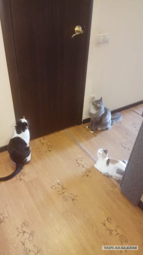 Котовторник. Добавляйте своих