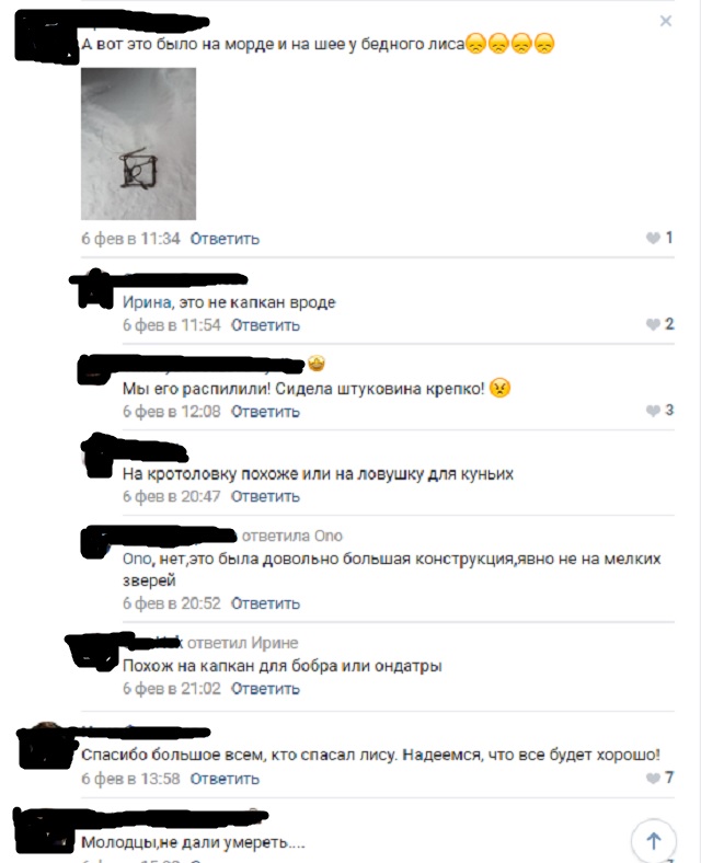 Лис попросил помощи у людей