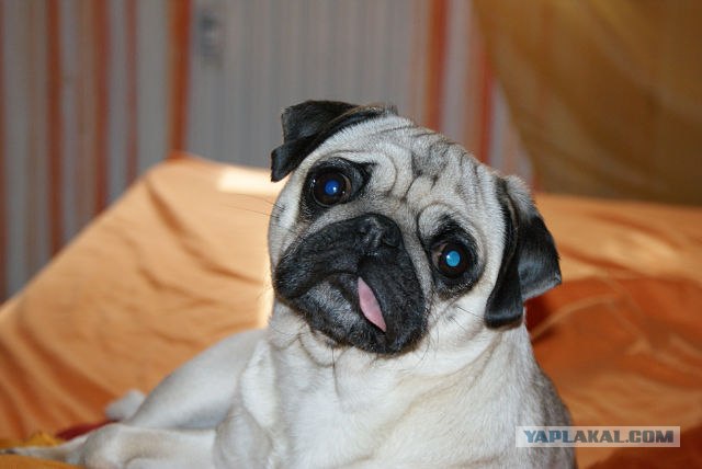 Мопс украл колбасу со стола