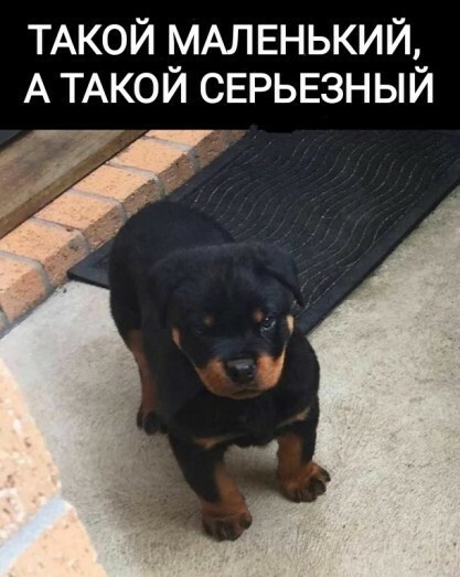 Картинки и мемы для настроения 029