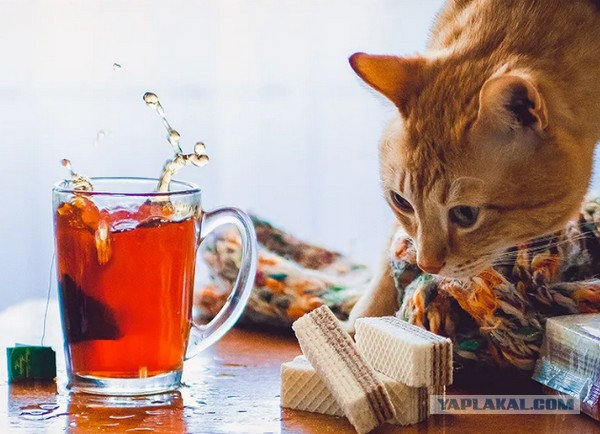 А из какой кружки вы пьете чай/кофе дома?