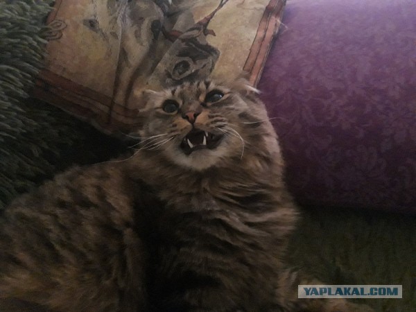 Котовторник так котовторник