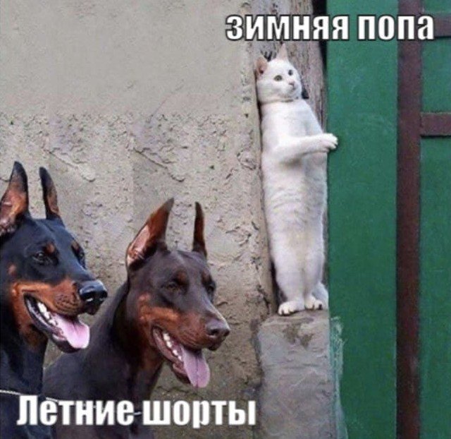 Картинки и мемы для настроения - 29