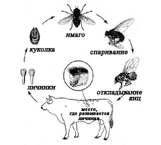 Овод: мифы и реальная опасность этих насекомых