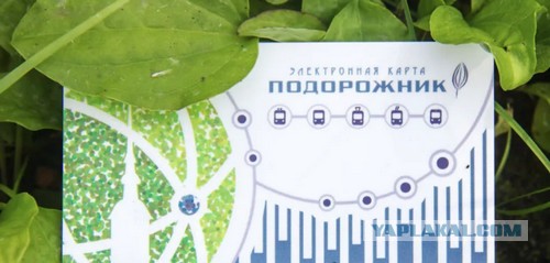 О подножном лекарстве