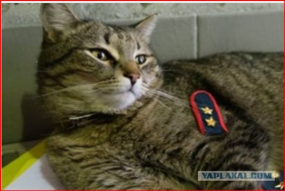 Кот Толик из 89-й пожарной части на юго-востоке Москвы получил звание прапорщика внутренней службы в День спасателя