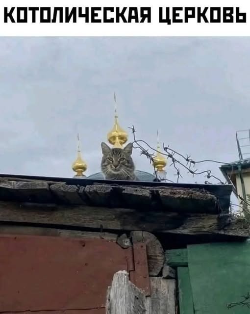 К котовторнику: подборка картинок-баянов с котиками и про котиков. Выпуск 9