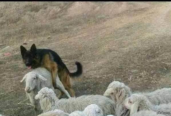 Пастух овец на расслабоне