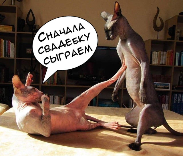 Кастрированный кот