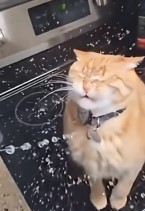 Замедленные котики