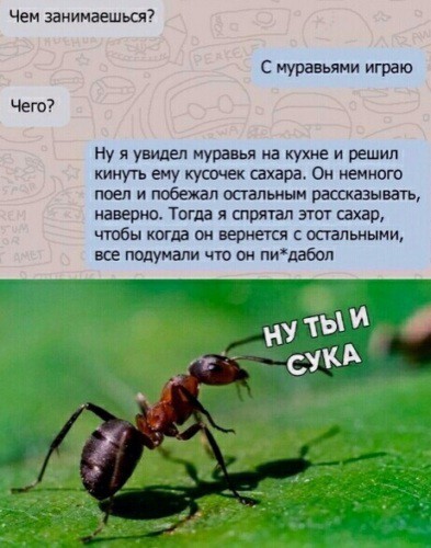 Муравьи? Да, муравьи.