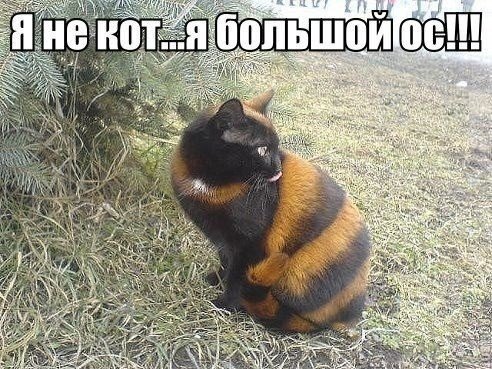 Смешные комментарии из социальных сетей.