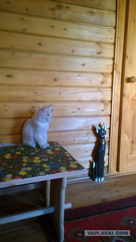 Котовторник 29.04.14.