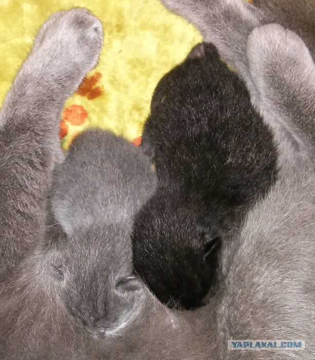 Котовторник 20.05.2014