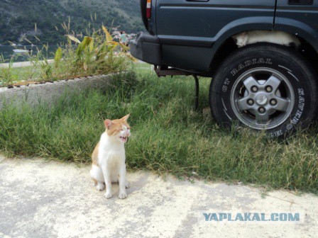Котовторник 16.09.14